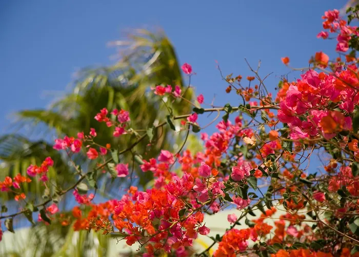 Lejlighedshotel Esquinzo Y Monte Del Mar Playa De Esquinzo